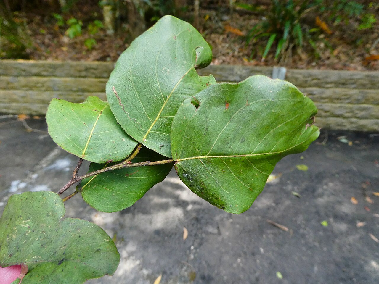 Cadaghi: Corymbia torelliana leaves