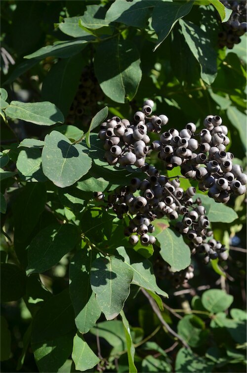 Cadaghi: Leaves and fruit of Corymbia torelliana in the grounds of the Narrabri Caravan P{ark, Narrabri, New South Wales