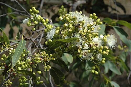 Cadaghi: Flower buds and flowers of Corymbia torelliana in the Peter Francis Points Arboretum, Colerain, Victoria