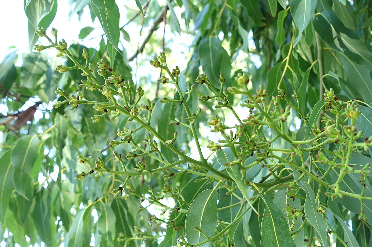 Cadaghi: Botanical specimen in the Jardín Botánico de Barcelona - Barcelona, Spain.