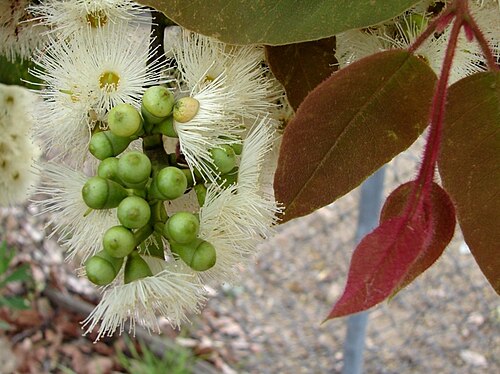 Cadaghi: Tree to 30 m high. Flower, buds, bright 'bristle' juvenile leaves. Cadaghi is a eucalypt and referred to as a plant native to Australia, in fact native to the A