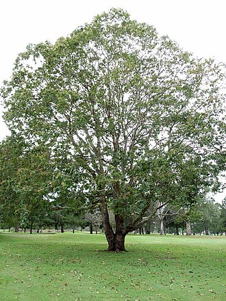 Cadaghi: Corymbia torelliana on Urunga Golf Course, Urunga, New South Wales