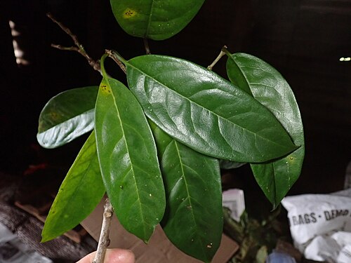 Corynocarpus similis: Corynocarpus similis, Central Pentecost 2, Vanuatu, 2024-12-18 (iNaturalist).