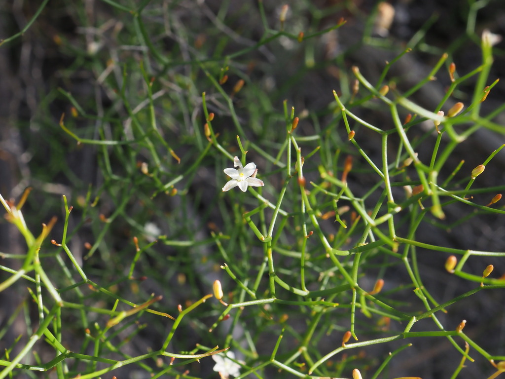 Intricate zigzag lily (Corynotheca micrantha)
