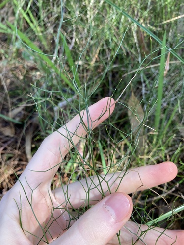 Intricate zigzag lily (Corynotheca micrantha)