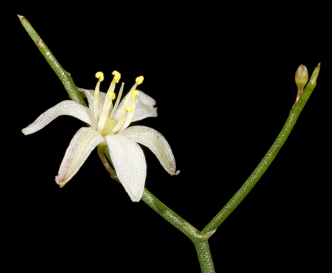 Intricate zigzag lily: KRT3127