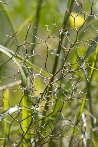 Intricate zigzag lily (Corynotheca micrantha)