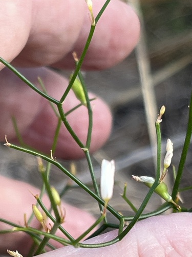 Intricate zigzag lily (Corynotheca micrantha)
