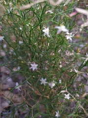 Intricate zigzag lily (Corynotheca micrantha)