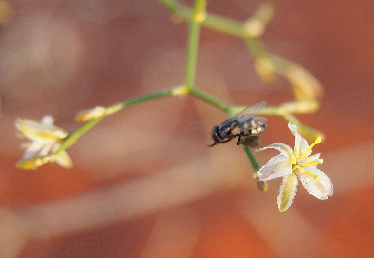 Intricate zigzag lily: Corynotheca micrantha var. divaricata flower