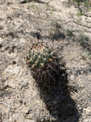 Coryphantha clavata (Coryphantha clavata)