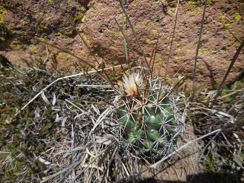 Coryphantha clavata (Coryphantha clavata)
