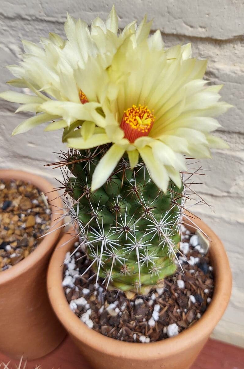 Coryphantha clavata: Coryphantha clavata