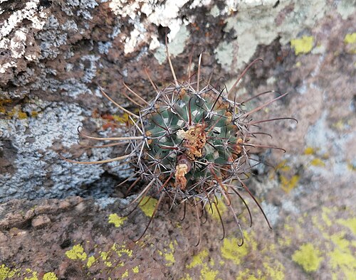 Coryphantha clavata: Coryphantha clavata stipitata in Mexico
