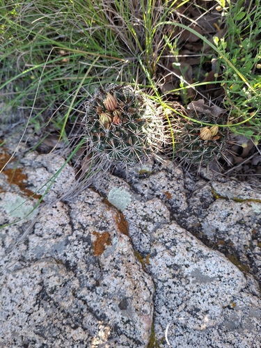 Coryphantha clavata (Coryphantha clavata)