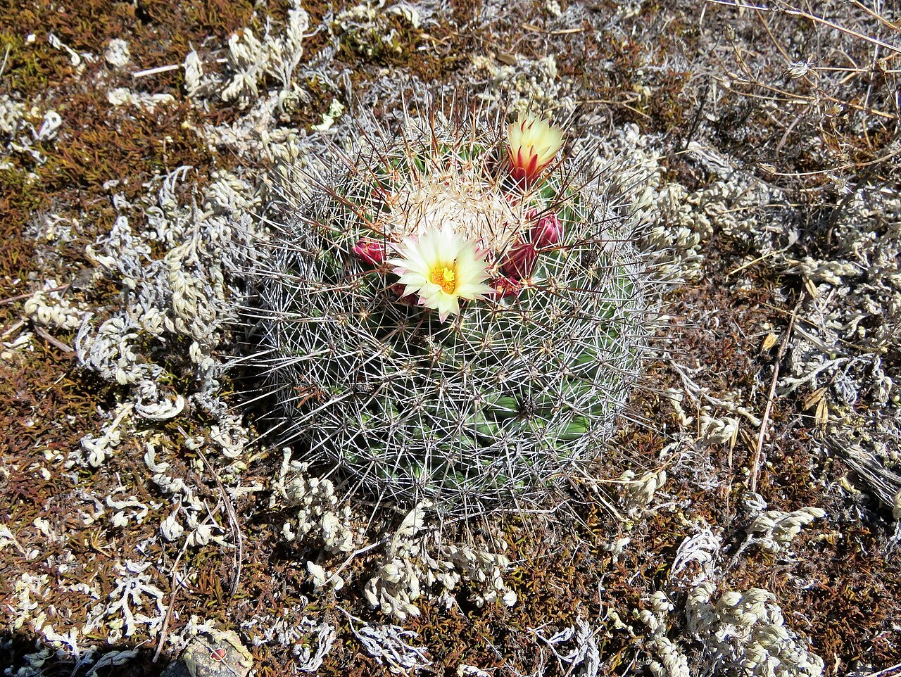 Coryphantha clavata: Coryphantha clavata clavata in Mexico