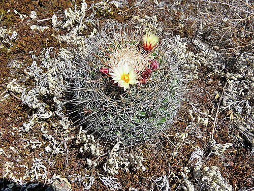Coryphantha clavata: Coryphantha clavata clavata in Mexico