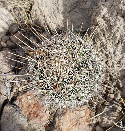 Coryphantha clavata (Coryphantha clavata)