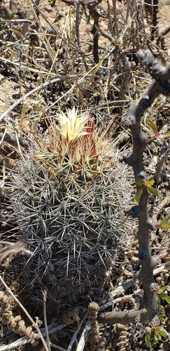 Coryphantha clavata (Coryphantha clavata)