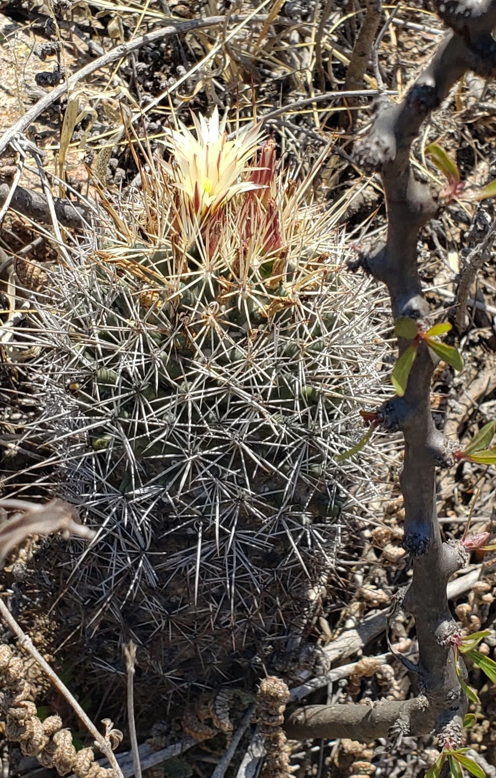 Coryphantha clavata: Coryphantha clavata clavata in Mexico