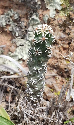 Coryphantha clavata (Coryphantha clavata)