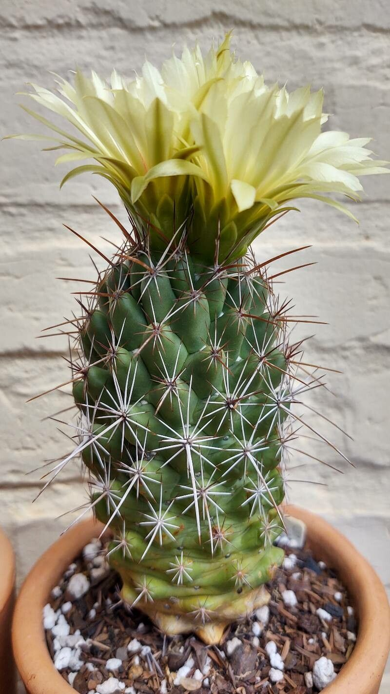Coryphantha clavata: Coryphantha clavata