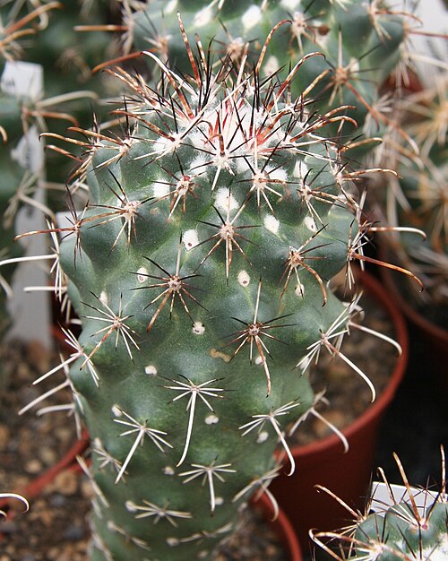 Coryphantha clavata: Coryphantha ancistracantha in der Kakteengärtnerei Haage, Erfurt
