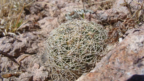 Coryphantha compacta (Coryphantha compacta)