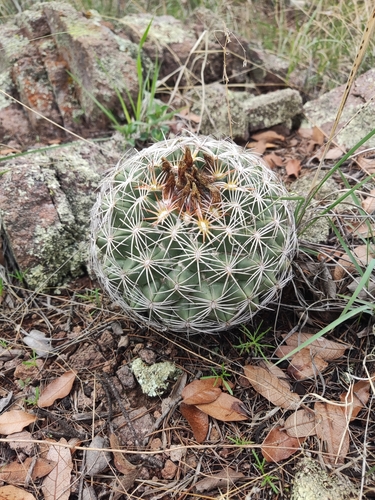 Coryphantha compacta (Coryphantha compacta)