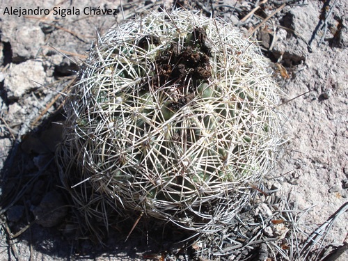 Coryphantha compacta (Coryphantha compacta)