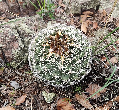 Coryphantha compacta: Coryphantha compacta in Mexico