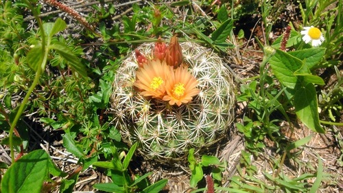 Coryphantha compacta (Coryphantha compacta)