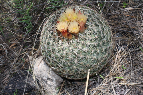 Coryphantha compacta (Coryphantha compacta)