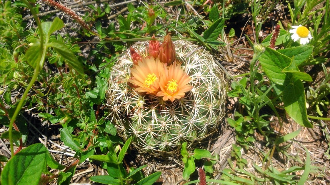 Coryphantha compacta: Coryphantha compacta in Mexico