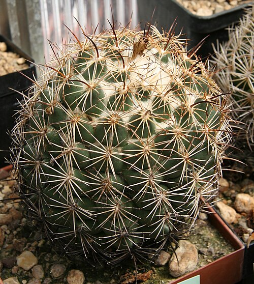 Coryphantha compacta: Coryphantha compacta