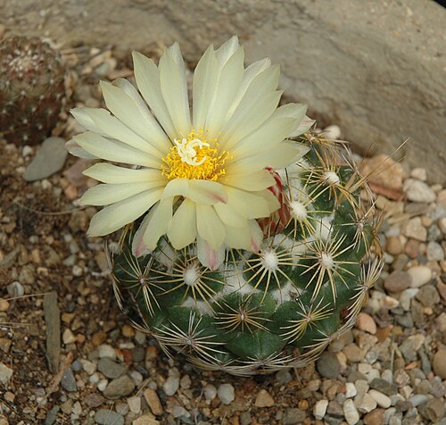 Coryphantha compacta: Cactus,