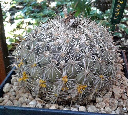Coryphantha compacta: Coryphantha compacta, Mammillaria compacta o Biznaga partida compacta.
