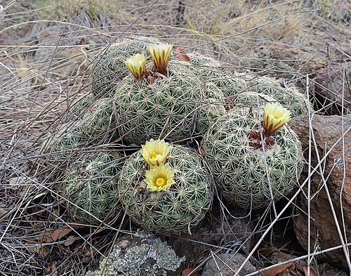 Coryphantha compacta: Coryphantha compacta in Mexico