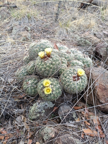 Coryphantha compacta (Coryphantha compacta)