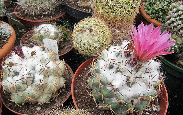 Elephant's tooth (Coryphantha elephantidens)