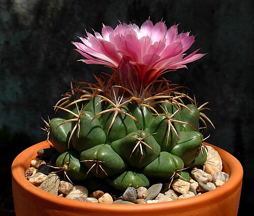 Elephant's tooth: Coryphantha elephantidens ; Publicada na Revista Suculentes, 4º Trimestre 2009, Nº 48.