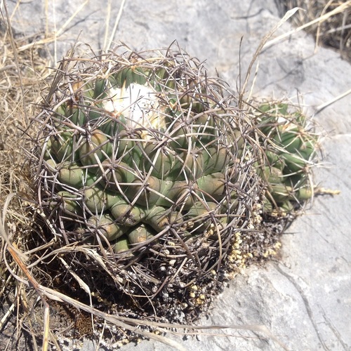Elephant's tooth (Coryphantha elephantidens)