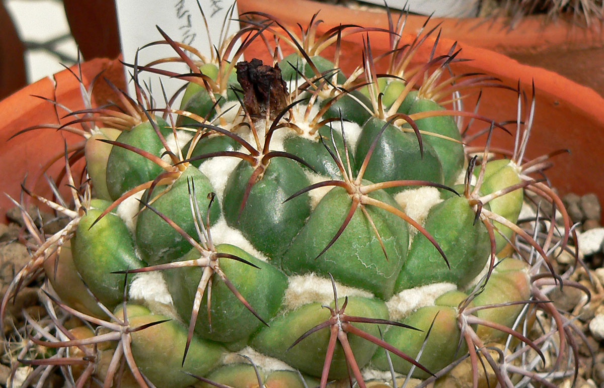 Elephant's tooth: Coryphantha elephantidens at the University of California Botanical Garden , Berkeley, California