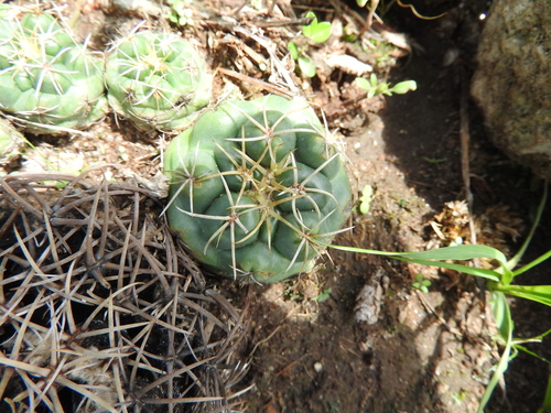 Elephant's tooth (Coryphantha elephantidens)