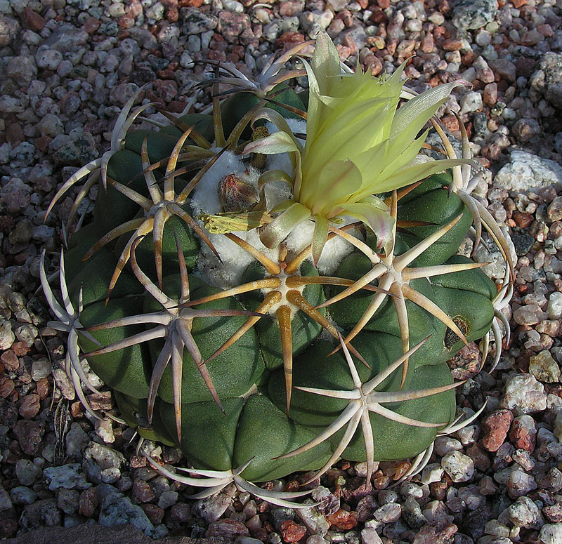 Elephant's tooth: Of Mexican origin, known as Elephants Tooth or as Mexican Starry Ball. Jardin Botanico Chirau Mita, Chilecito, Argentina.