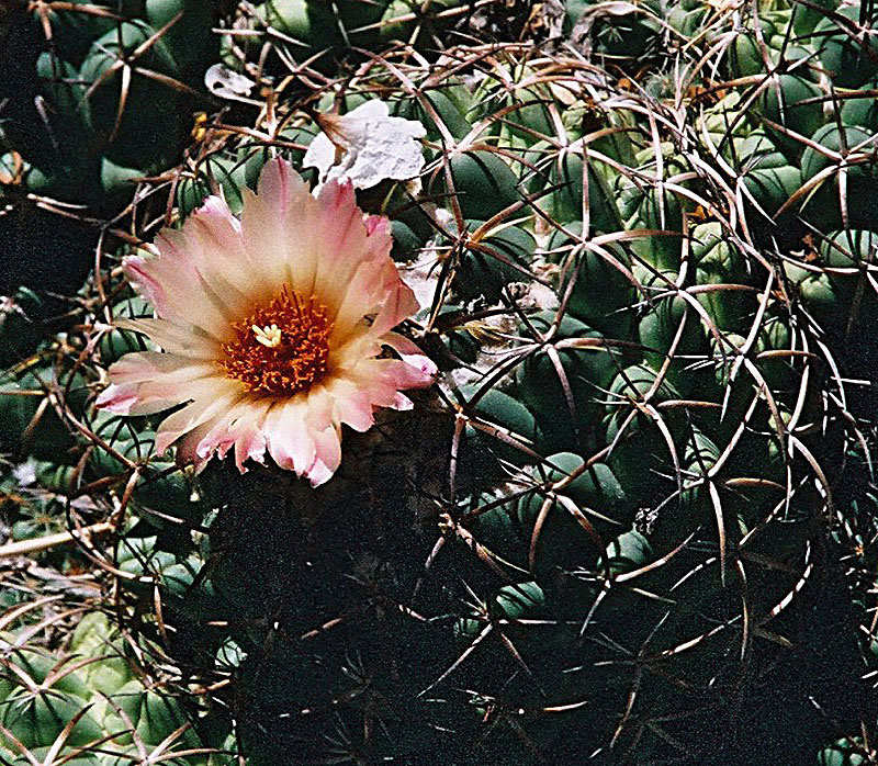 Elephant's tooth: Elephants tooth Coryphantha (or mammillaria) elephantidens Michoacan, Mex. DBG AZ/CD 21 roll 3