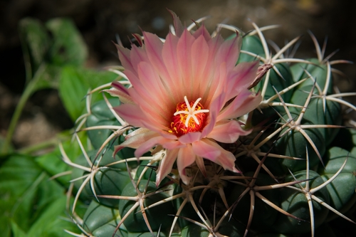 Elephant's tooth (Coryphantha elephantidens)