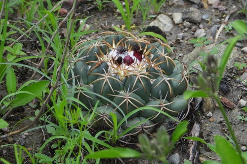 Elephant's tooth (Coryphantha elephantidens)