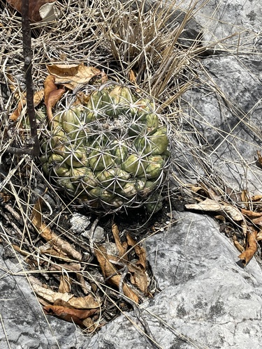 Elephant's tooth (Coryphantha elephantidens)