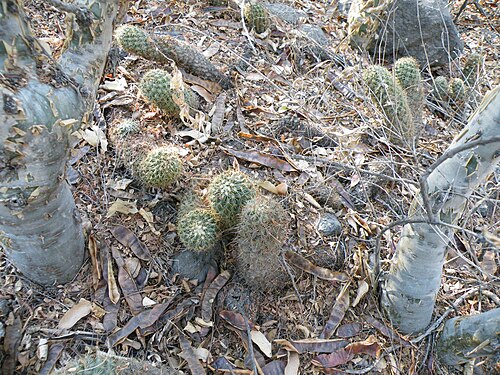 Coryphantha erecta: Queretaro, Queretaro